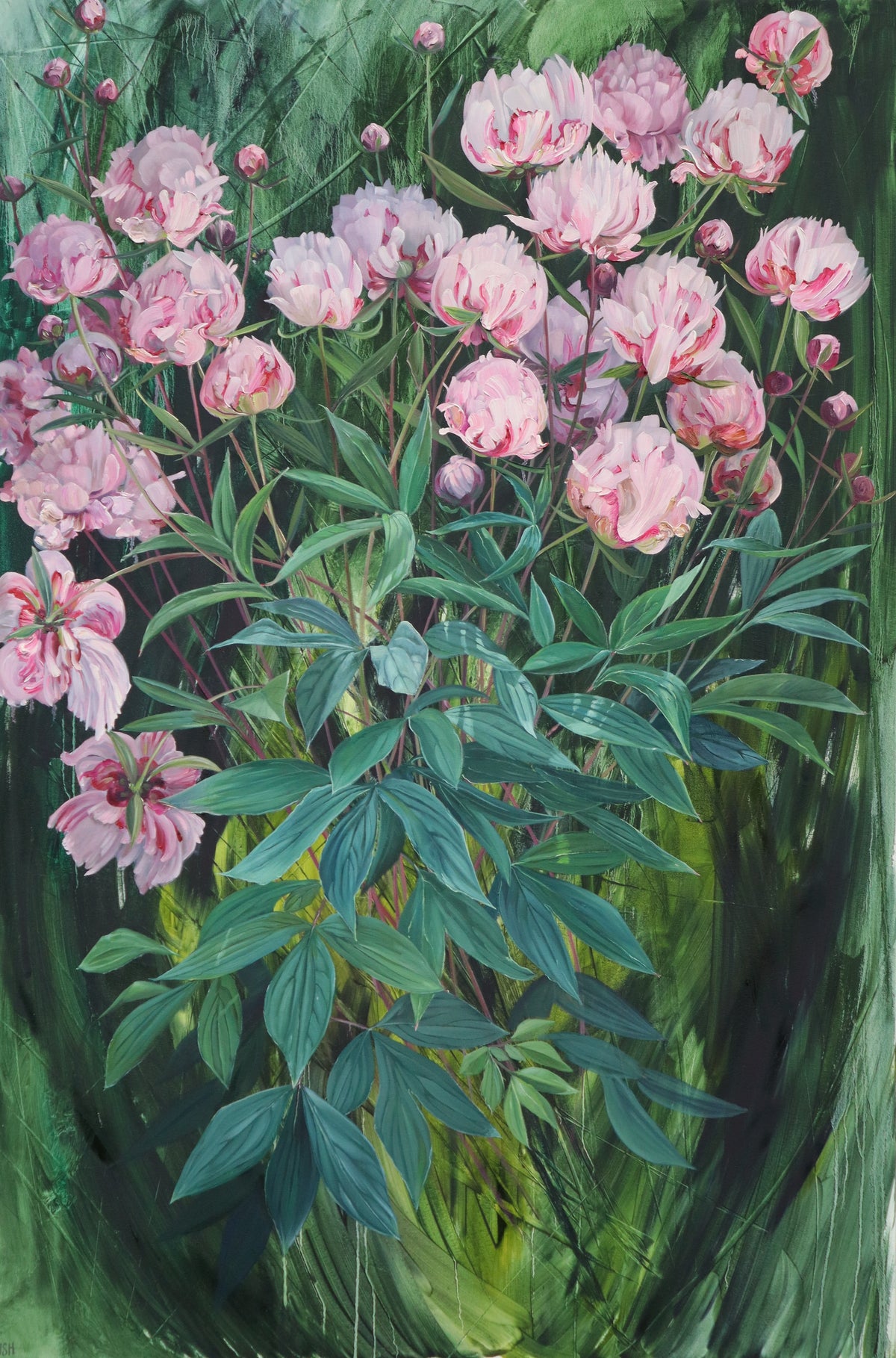 Belmont Peony