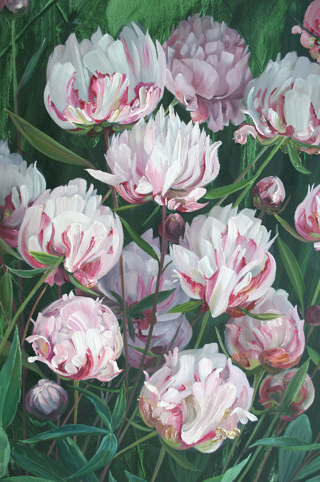Belmont Peony
