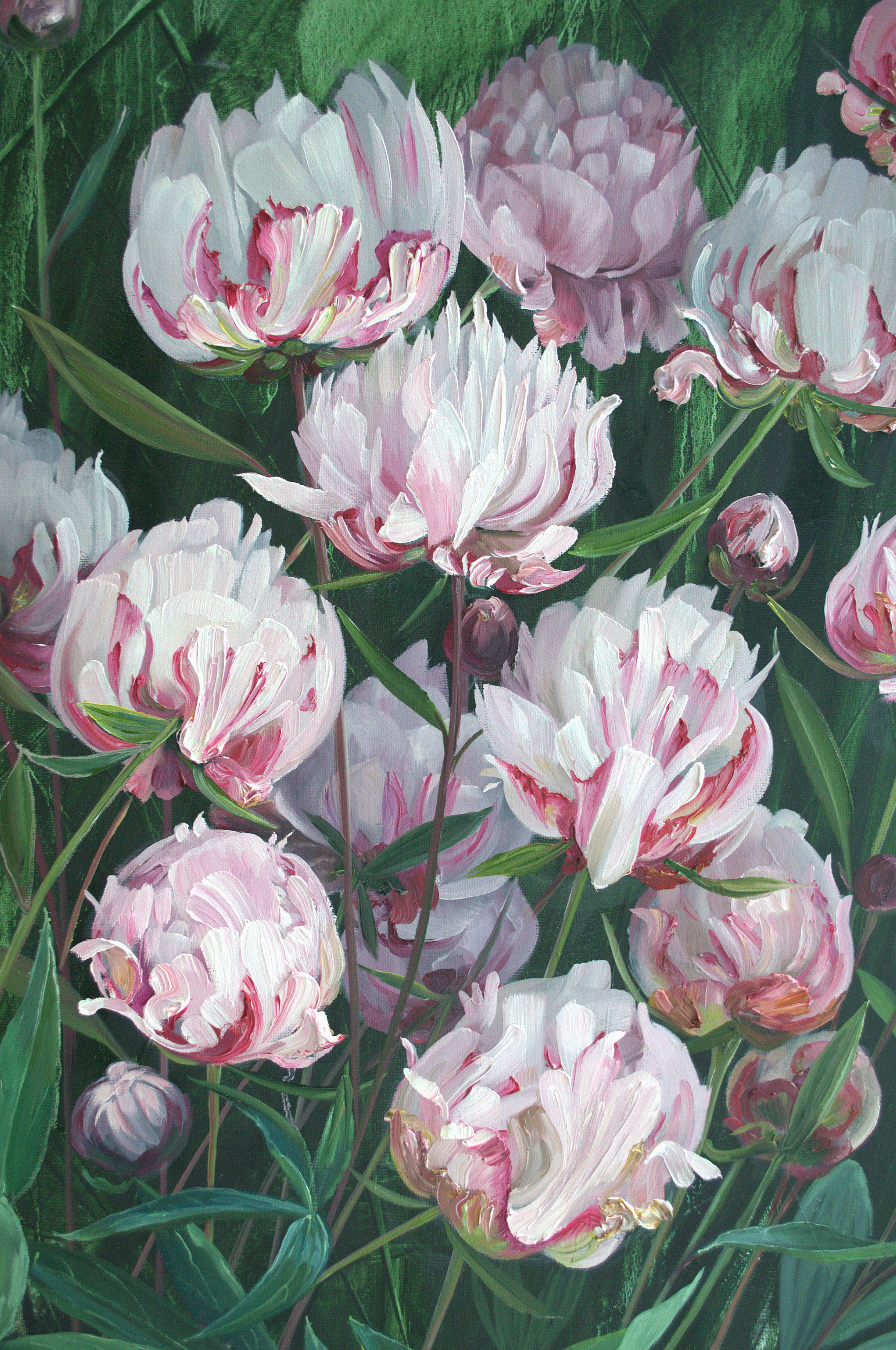 Belmont Peony