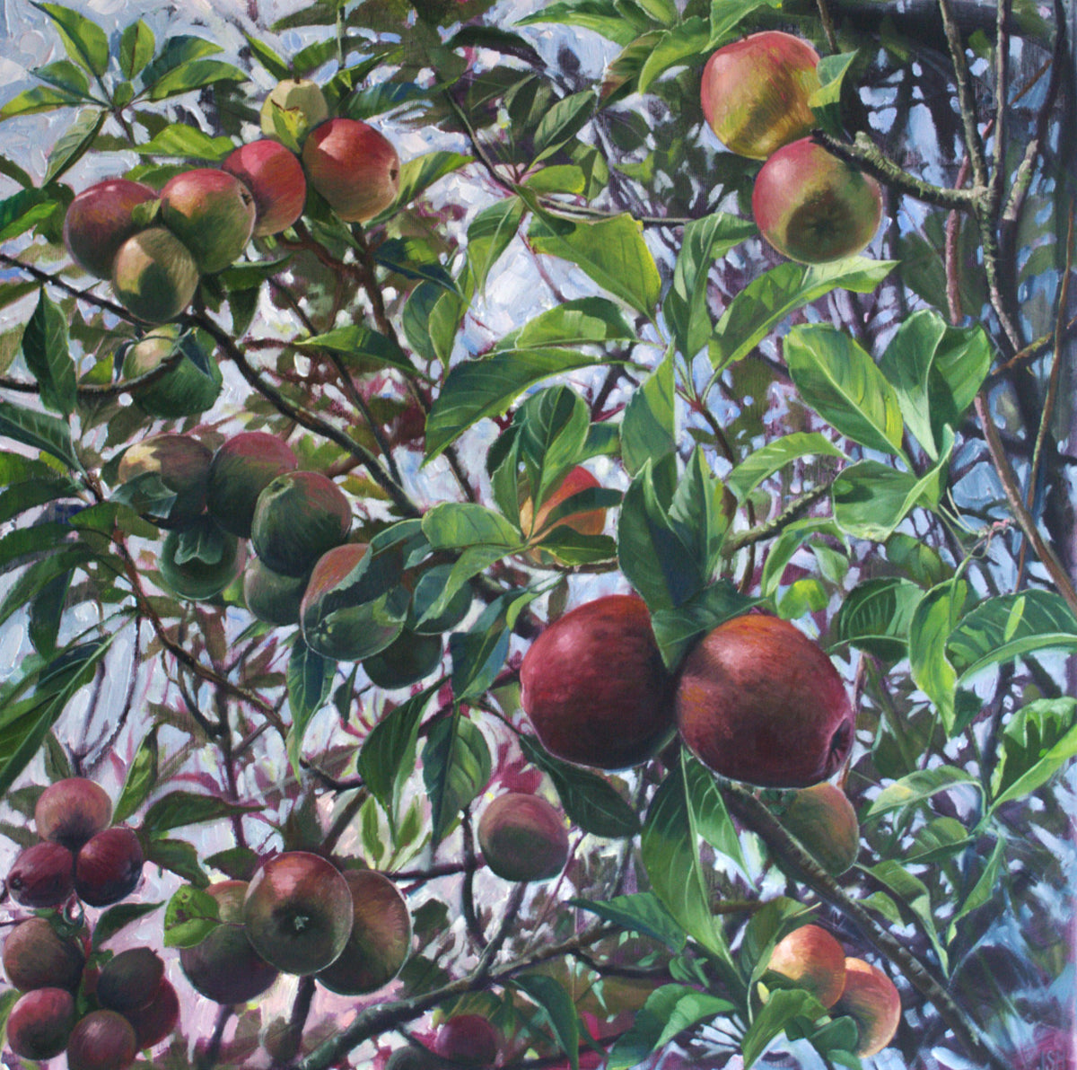 Next Door's Apple Tree